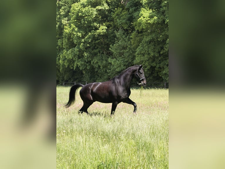 Deutsches Sportpferd Wallach 10 Jahre 169 cm Schwarzbrauner in Langenfeld