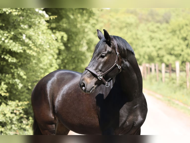 Deutsches Sportpferd Wallach 10 Jahre 169 cm Schwarzbrauner in Langenfeld