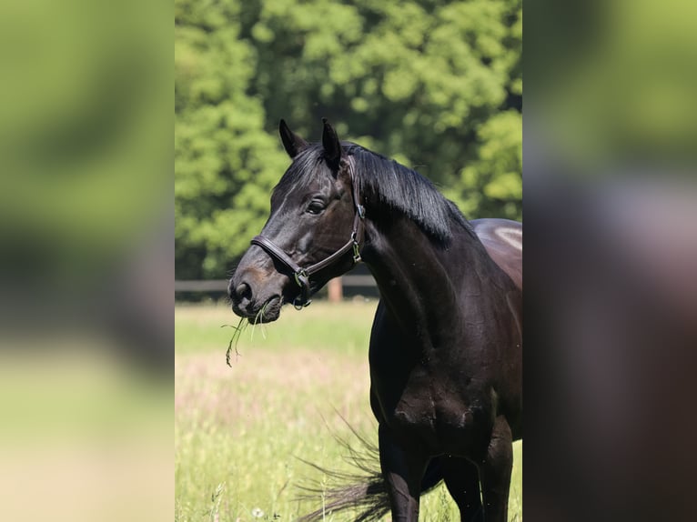 Deutsches Sportpferd Wallach 10 Jahre 169 cm Schwarzbrauner in Langenfeld