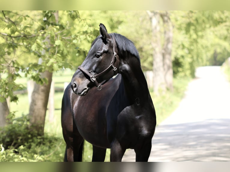 Deutsches Sportpferd Wallach 10 Jahre 169 cm Schwarzbrauner in Langenfeld