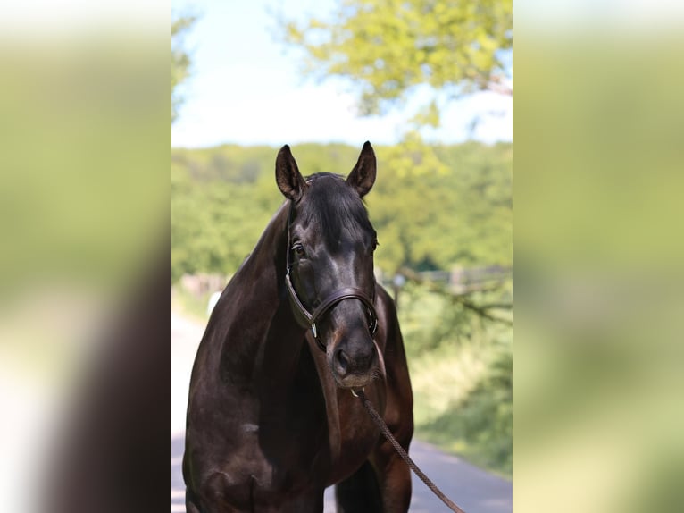Deutsches Sportpferd Wallach 10 Jahre 169 cm Schwarzbrauner in Langenfeld