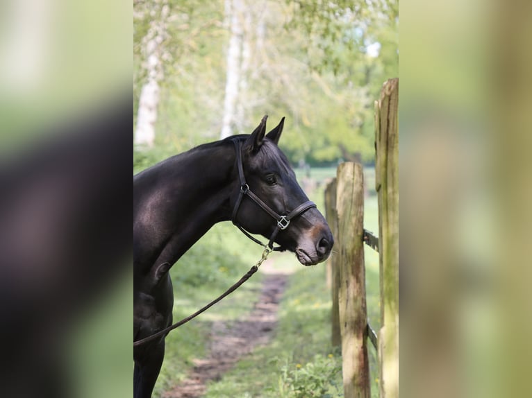 Deutsches Sportpferd Wallach 10 Jahre 169 cm Schwarzbrauner in Langenfeld