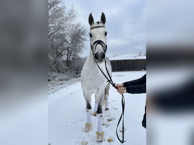 Deutsches Sportpferd Wallach 10 Jahre 170 cm Apfelschimmel in Schönthal