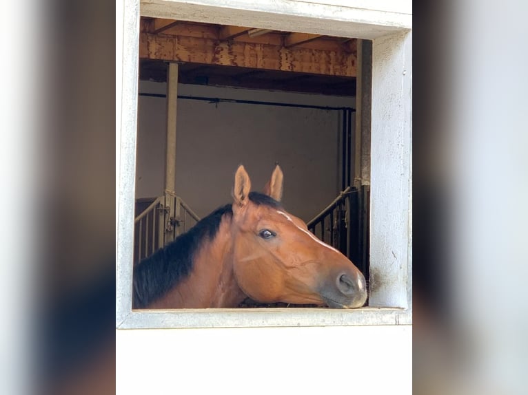 Deutsches Sportpferd Wallach 10 Jahre 170 cm Brauner in Burgthann