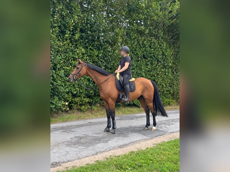 Deutsches Sportpferd Wallach 10 Jahre 170 cm Brauner in Grevenkrug