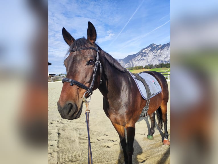 Deutsches Sportpferd Wallach 10 Jahre 170 cm Dunkelbrauner in G&#xF6;tzens