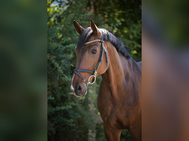 Deutsches Sportpferd Wallach 10 Jahre 170 cm Dunkelbrauner in Ingolstadt