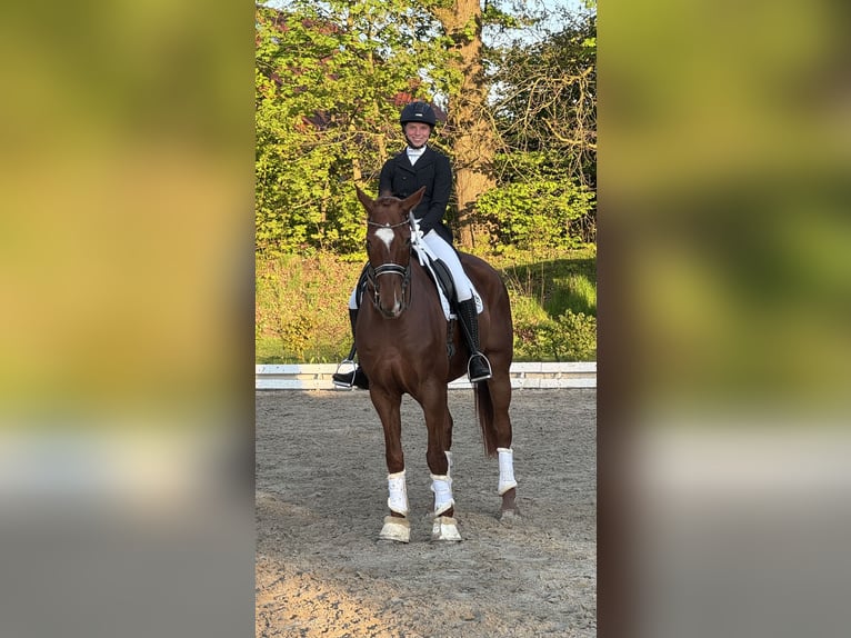 Deutsches Sportpferd Wallach 10 Jahre 170 cm Fuchs in Nordwalde