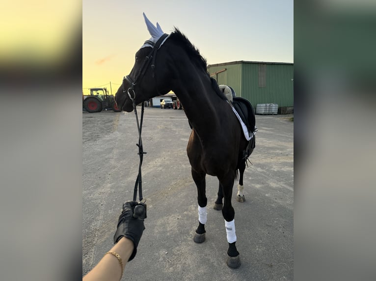 Deutsches Sportpferd Wallach 10 Jahre 170 cm Rappe in Hammersbach