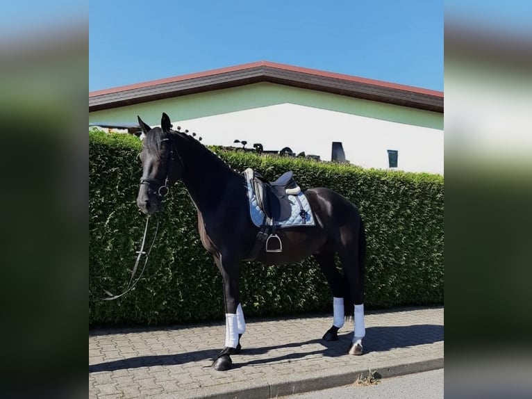 Deutsches Sportpferd Wallach 10 Jahre 170 cm Rappe in Hammersbach