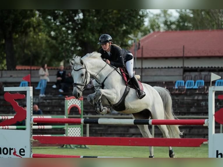 Deutsches Sportpferd Wallach 10 Jahre 171 cm Schimmel in Villetoureix Deutsches Sportpferd Wallach 10 Jahre 171 cm Schimmel in Villetoureix