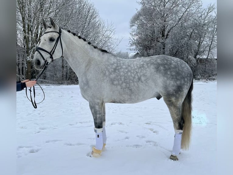 Deutsches Sportpferd Wallach 10 Jahre 172 cm Apfelschimmel in Sch&#xF6;nthal