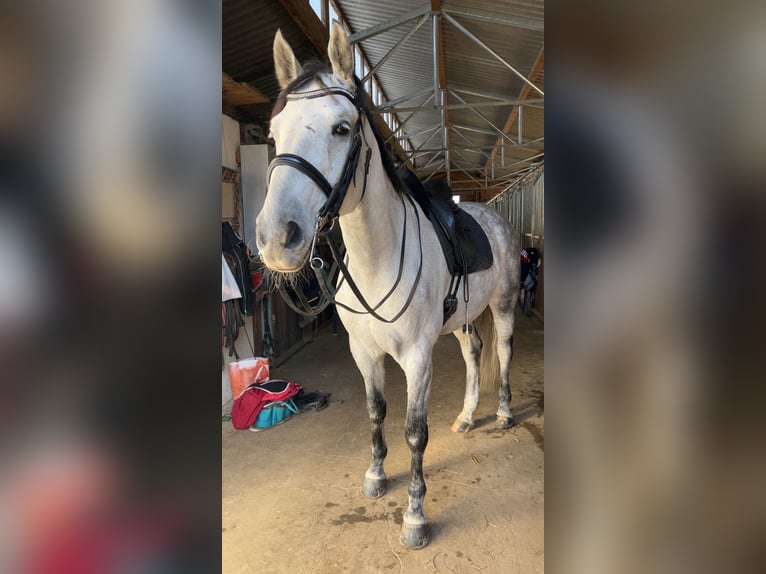 Deutsches Sportpferd Wallach 10 Jahre 172 cm Apfelschimmel in Sch&#xF6;nthal