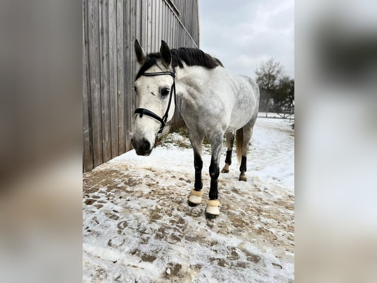 Deutsches Sportpferd Wallach 10 Jahre 172 cm Apfelschimmel in Sch&#xF6;nthal