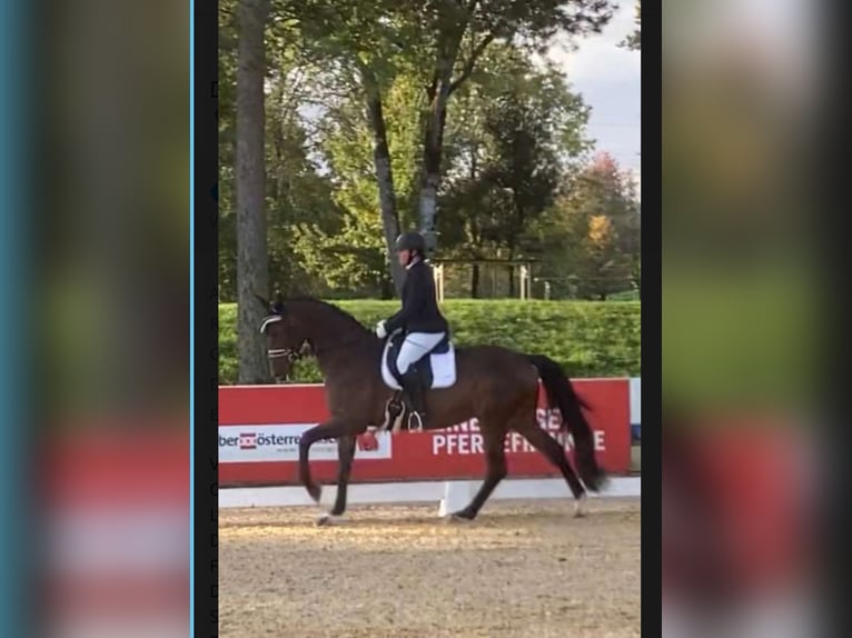 Deutsches Sportpferd Wallach 10 Jahre 172 cm Brauner in Seewalchen