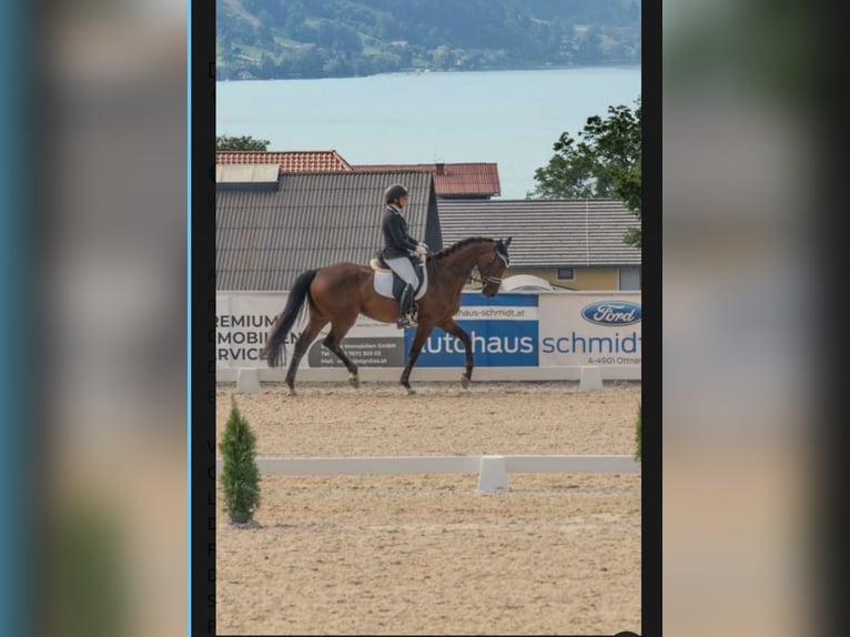 Deutsches Sportpferd Wallach 10 Jahre 172 cm Brauner in Seewalchen