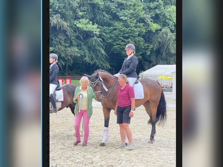 Deutsches Sportpferd Wallach 10 Jahre 172 cm Brauner in Seewalchen