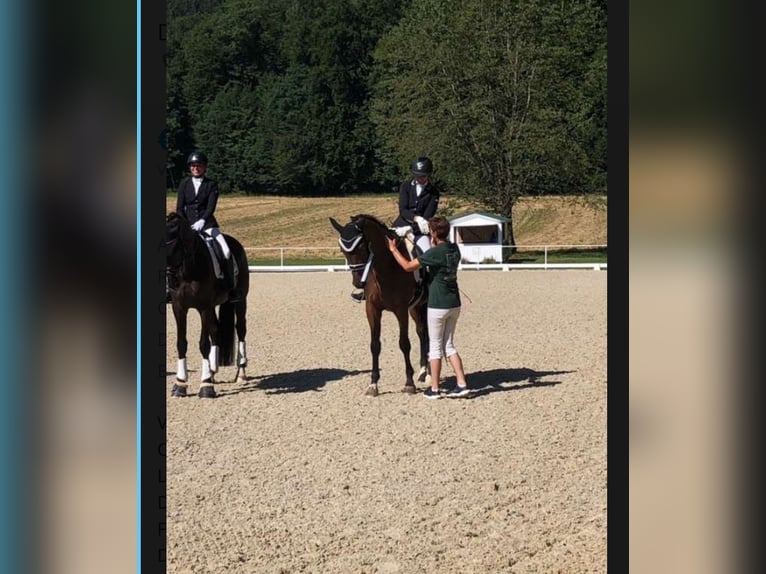 Deutsches Sportpferd Wallach 10 Jahre 172 cm Brauner in Seewalchen