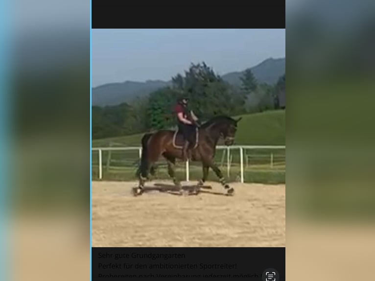 Deutsches Sportpferd Wallach 10 Jahre 172 cm Brauner in Seewalchen