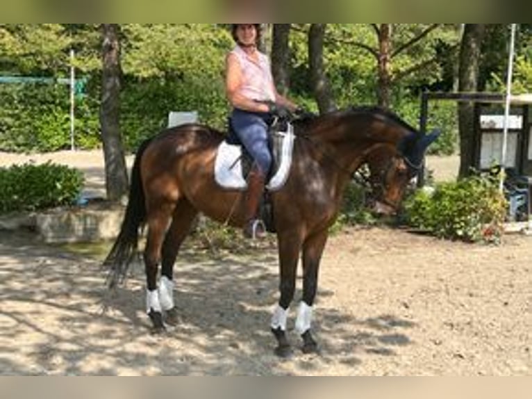 Deutsches Sportpferd Wallach 10 Jahre 172 cm Brauner in Krefeld