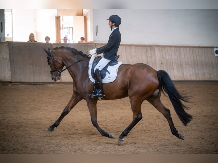 Deutsches Sportpferd Wallach 10 Jahre 172 cm Brauner in Weinsberg Deutsches Sportpferd Wallach 10 Jahre 172 cm Brauner in Weinsberg