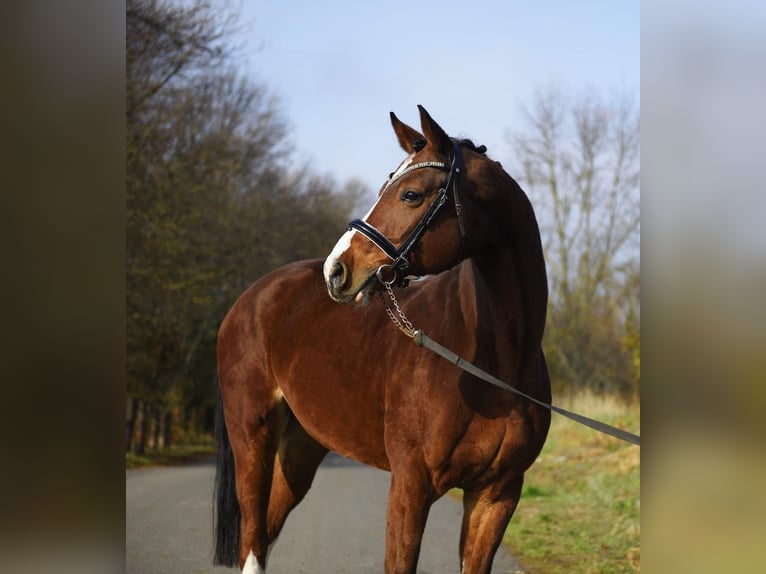 Deutsches Sportpferd Wallach 10 Jahre 172 cm Brauner in Gyula