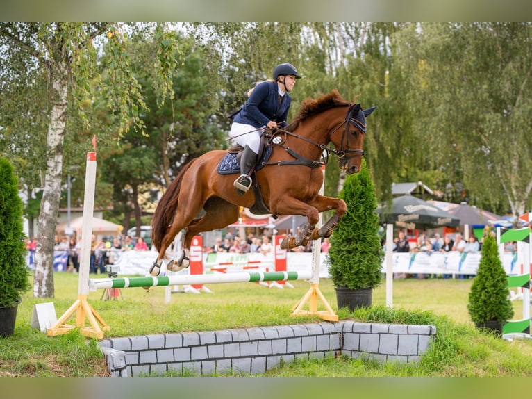 Deutsches Sportpferd Wallach 10 Jahre 172 cm Fuchs in Aschersleben Klein Schierstedt