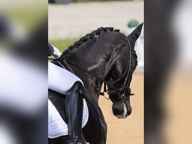 Deutsches Sportpferd Wallach 10 Jahre 172 cm Rappe in Wels