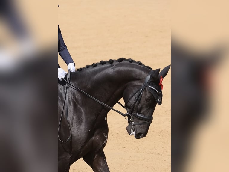 Deutsches Sportpferd Wallach 10 Jahre 172 cm Rappe in Wels