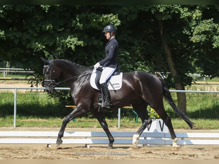 Deutsches Sportpferd Wallach 10 Jahre 172 cm Rappe in Schwabhausen