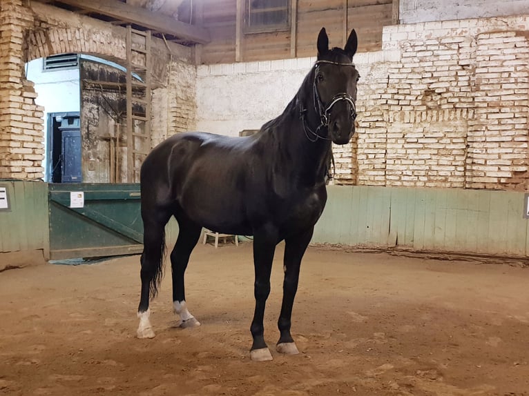 Deutsches Sportpferd Wallach 10 Jahre 172 cm Rappe in Schwabhausen