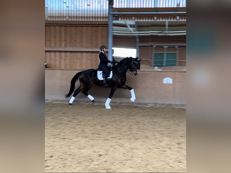 Deutsches Sportpferd Wallach 10 Jahre 173 cm Brauner in Speichersdorf