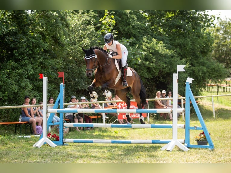 Deutsches Sportpferd Wallach 10 Jahre 173 cm Brauner in Speichersdorf