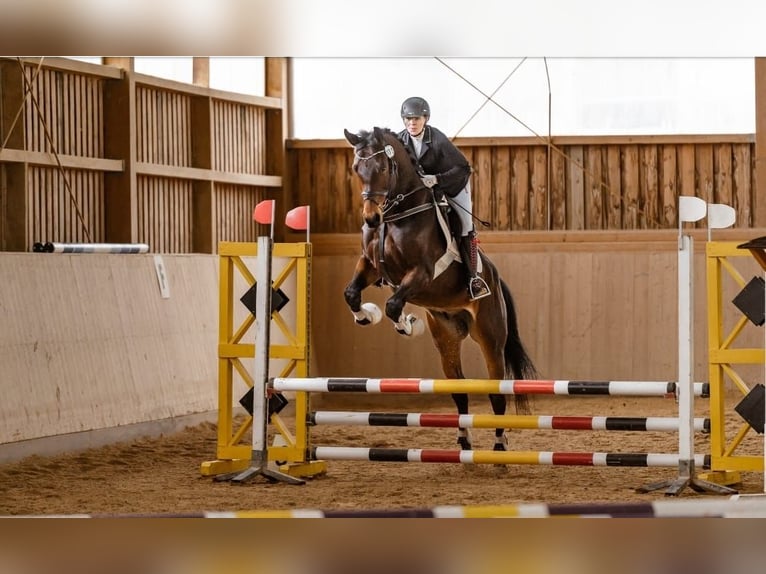 Deutsches Sportpferd Wallach 10 Jahre 173 cm Brauner in Speichersdorf
