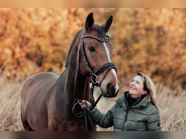 Deutsches Sportpferd Wallach 10 Jahre 173 cm Brauner in Szklary Görne