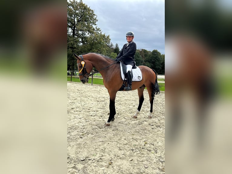Deutsches Sportpferd Wallach 10 Jahre 173 cm Brauner in Szklary Görne