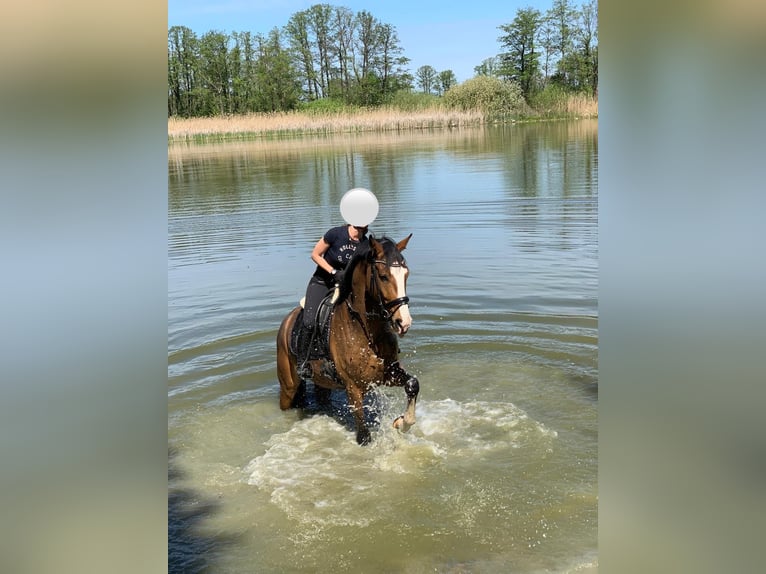 Deutsches Sportpferd Wallach 10 Jahre 173 cm Hellbrauner in Neuenhagen