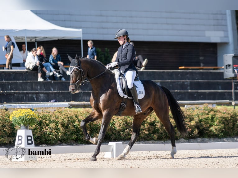 Deutsches Sportpferd Wallach 10 Jahre 175 cm Dunkelbrauner in Mannheim