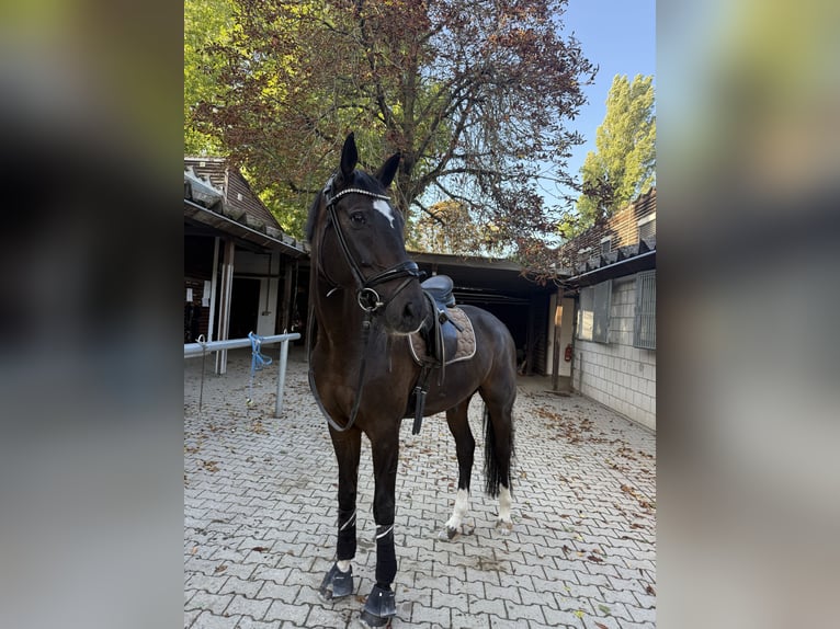 Deutsches Sportpferd Wallach 10 Jahre 175 cm Dunkelbrauner in Mannheim