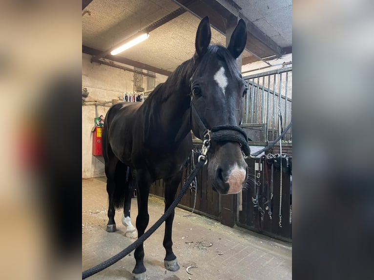 Deutsches Sportpferd Wallach 10 Jahre 175 cm Dunkelbrauner in Taucha