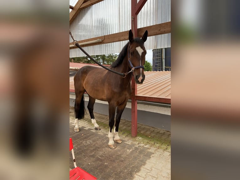 Deutsches Sportpferd Wallach 10 Jahre 175 cm Dunkelbrauner in Vilsbiburg