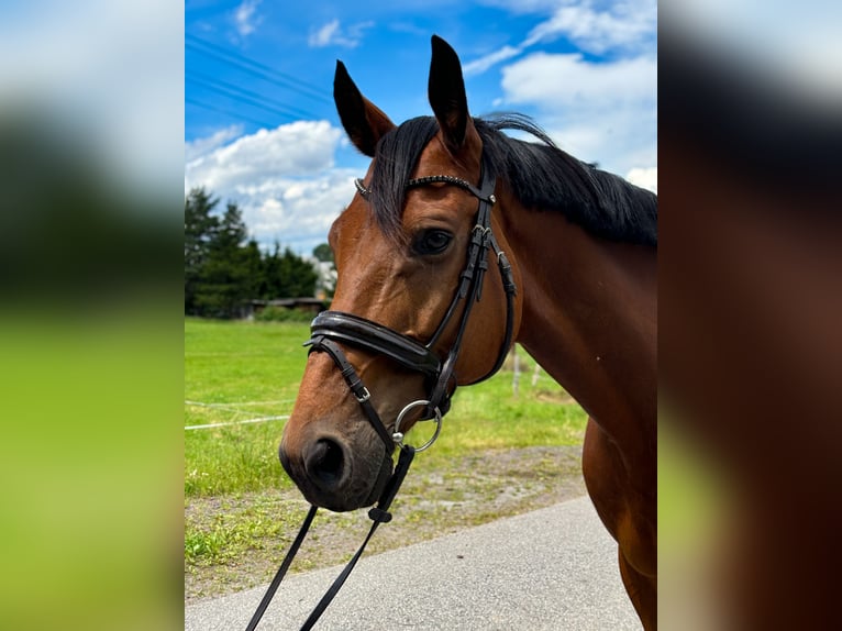 Deutsches Sportpferd Wallach 10 Jahre 175 cm Dunkelbrauner in BahretaL