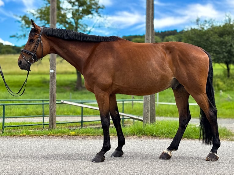 Deutsches Sportpferd Wallach 10 Jahre 175 cm Dunkelbrauner in BahretaL