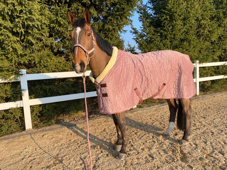 Deutsches Sportpferd Wallach 10 Jahre 175 cm Rotbrauner in Bohuňovice