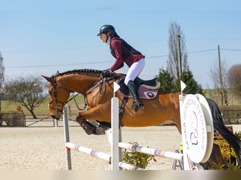 Deutsches Sportpferd Wallach 10 Jahre 175 cm Rotbrauner in Bohuňovice