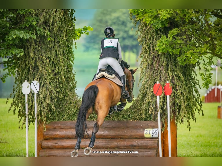 Deutsches Sportpferd Wallach 10 Jahre 175 cm Rotbrauner in Bohuňovice