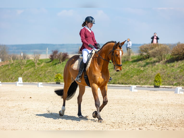 Deutsches Sportpferd Wallach 10 Jahre 175 cm Rotbrauner in Bohuňovice