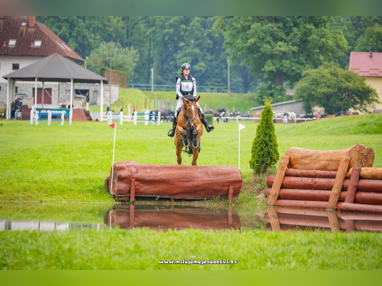 Deutsches Sportpferd Wallach 10 Jahre 175 cm Rotbrauner in Bohuňovice