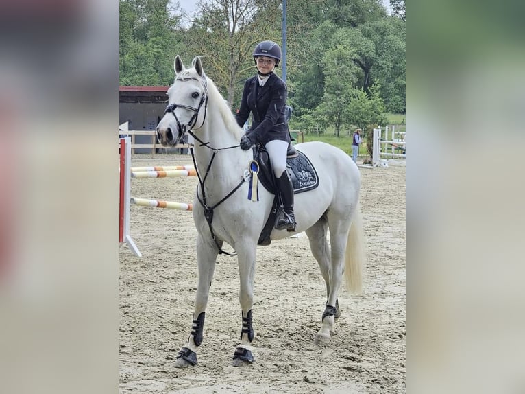 Deutsches Sportpferd Wallach 10 Jahre 175 cm Schimmel in Bad König