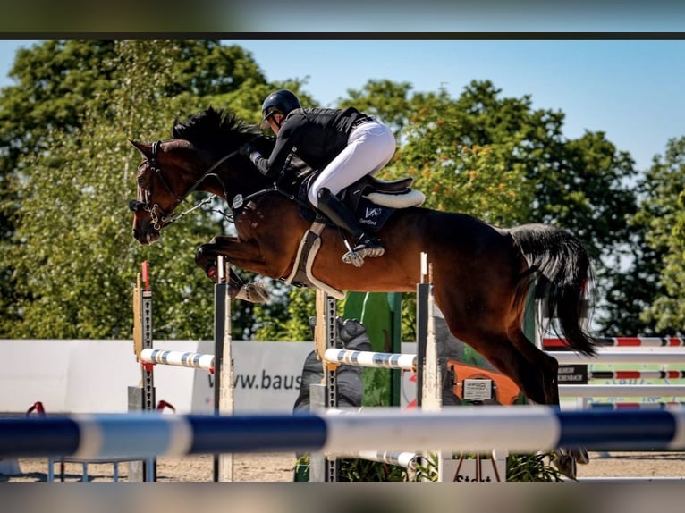 Deutsches Sportpferd Wallach 10 Jahre 176 cm Brauner in Lengenfeld